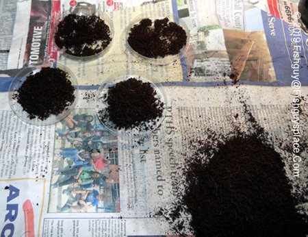 eggs and coir in petri dishes