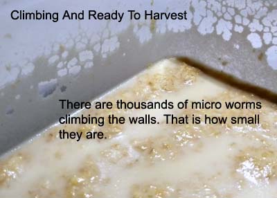 Micro worms climbing sidewalls