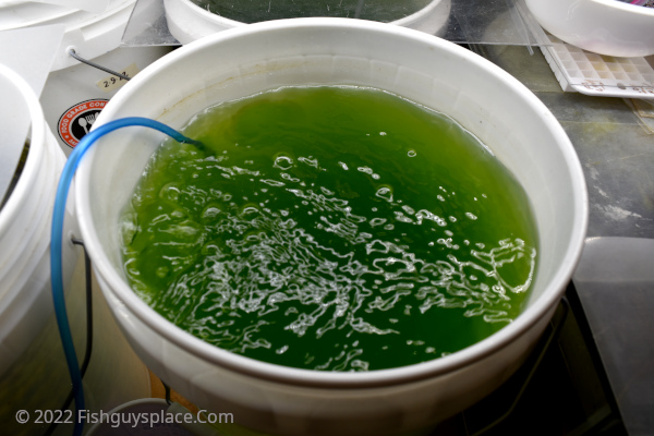bucket of algae