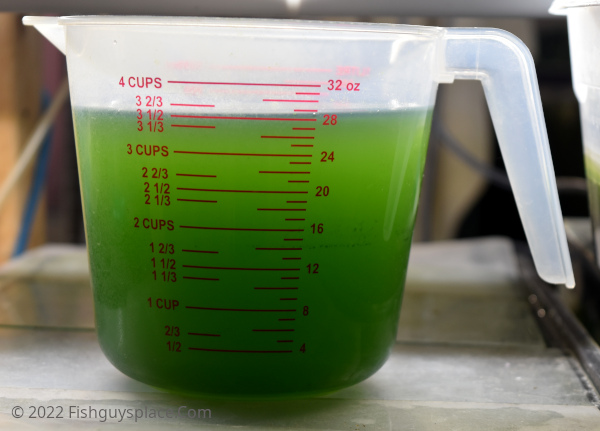 cup of algae
