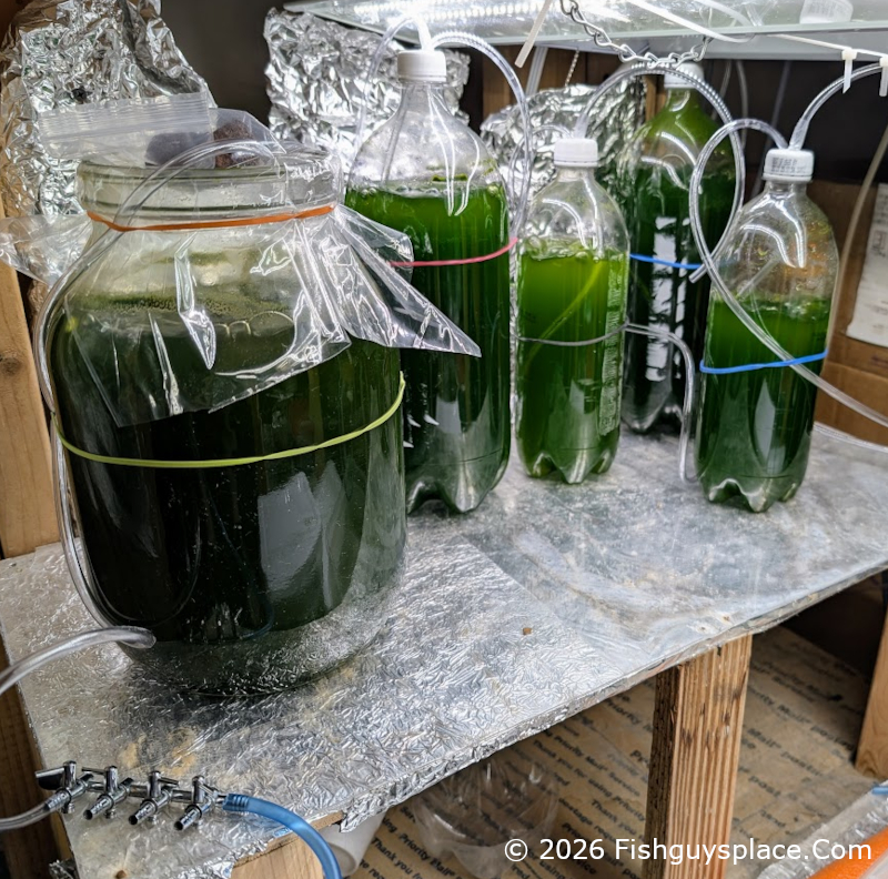 cultures in light bay